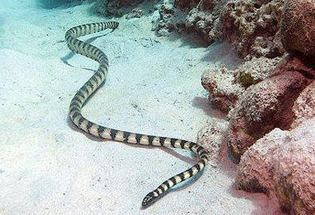 Morský had.